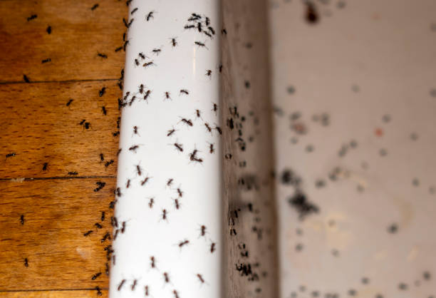 Best Ant Control Services  in Maugansville, MD