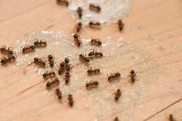 Best Wasp Removal Services  in Maugansville, MD