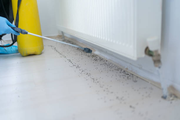 Best Rat Extermination Near Me  in Maugansville, MD